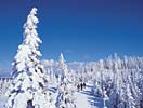 Winterlicher Wald, Bayrischerwald