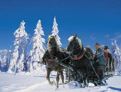 Kutschenfahrt im Schnee im Bayerwald