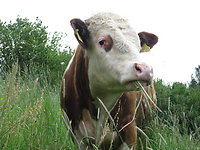 Weidererhof Bayerischer Wald