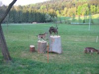 Die Sommergefühle in der Ferienzeit auf dem Hof