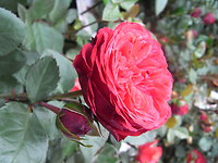 Romantik-Rosen-Packerl