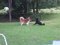 Natürlich Ferien mit Hund