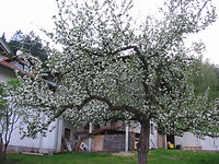 Osterzeit -Frühlingsverwachen auf dem Bauernhof