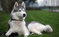 Tierisches Vergnügen mit Husky, Elch & Co