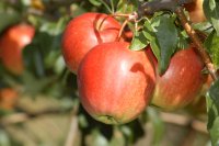 Spätsommer-Goldener Herbst - der Wald treibts bunt