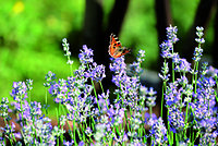 Bayerischer Frühling 2013