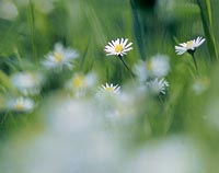 Angebote Urlaub am Nationalpark Bayerwald. Hotel, Ferienwohnung oder Ferienhaus im Naturpark Bayerwald buchen