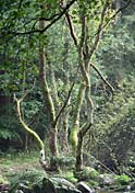 "Urwald" an der Ilz in Freyung-Grafenau im Bayerwald