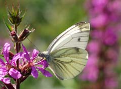 Schmetterling in den Ilzauen bei Frsteneck, Freyung-Grafenau, Bayerischer Wald